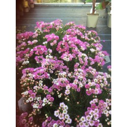 Chamelaucium Nina's Delight (waxflower)