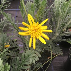 Euryops pectinatus