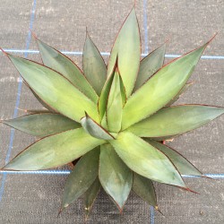 Agave 'Shaka Zulu'