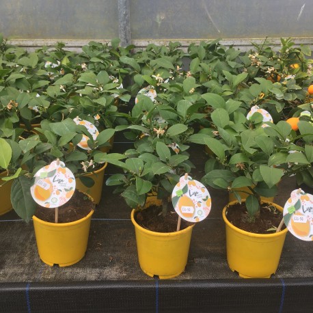 Citrus Lemon Meyer bush