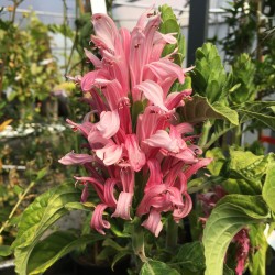Justicia carnea