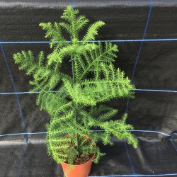 Araucaria heterophylla