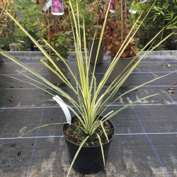Cordyline australis 'Lime Passion'