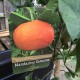 Citrus Satsuma 130cm standard