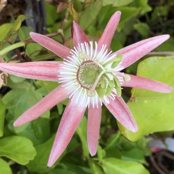 Passiflora Nightshift