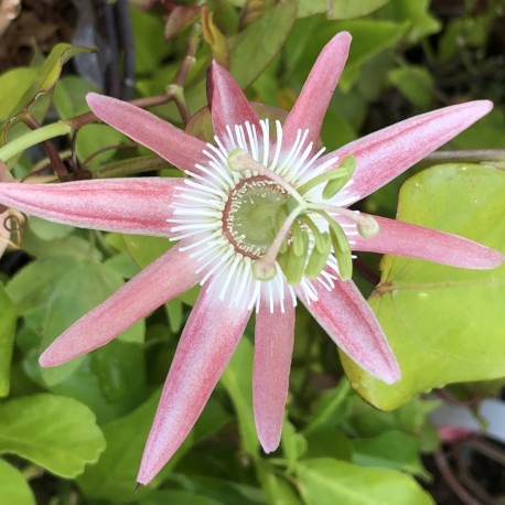 Passiflora Nightshift