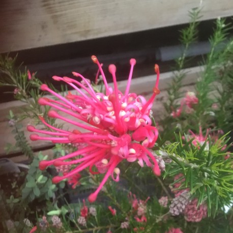 Grevillea alpina 'Olympic Flame'