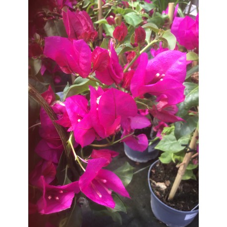 Bougainvillea (Purple)