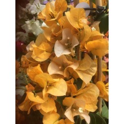 Bougainvillea (yellow)