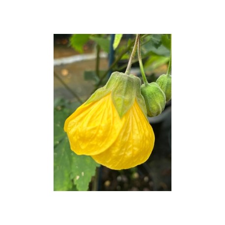 Abutilon Buttercup