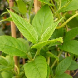 Kiwi fruit Actinidia Arguta Issai