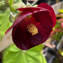 Phymosia umbellata 'Blood of Pan'