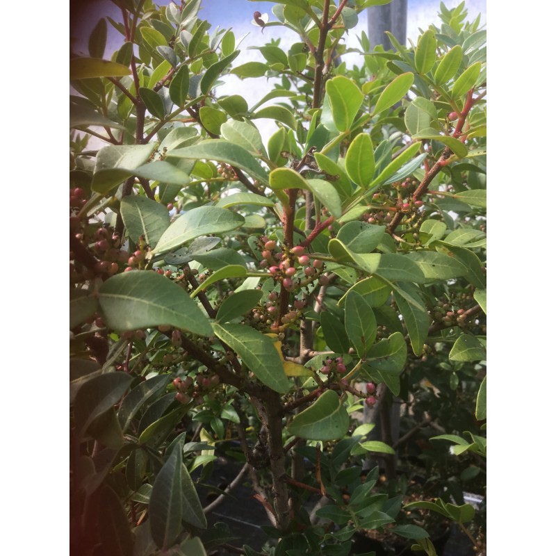 Pistacia lentiscus Light Yellow Natural Mastic Gum, Packaging Type