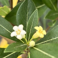 Pittosporum heterophyllum