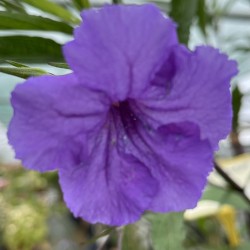 Ruellia simplez