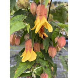 Abutilon megapotamicum Victory