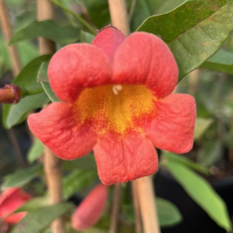 Bignonia capreolata