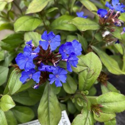 Ceratostigma plumbaginoides