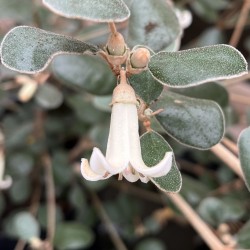 Correa alba x backhouseana