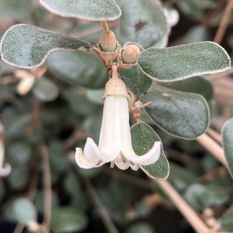 Correa alba x backhouseana
