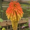 Kniphofia rooperi