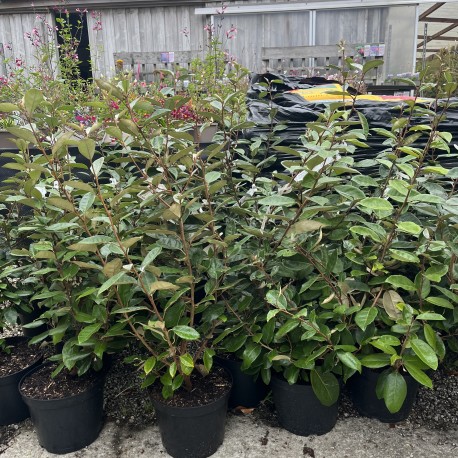 Elaeagnus ebbingei 5ltr pot 70-80cms