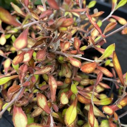 Corokia x virgata 'Welsh Whiskey'