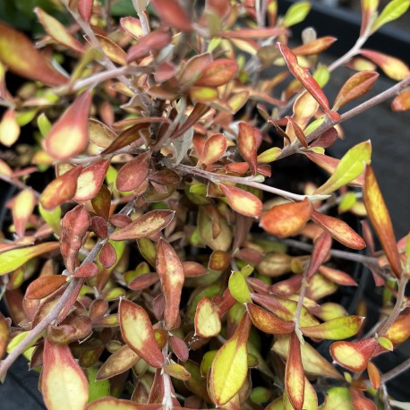 Corokia x virgata 'Welsh Whiskey'