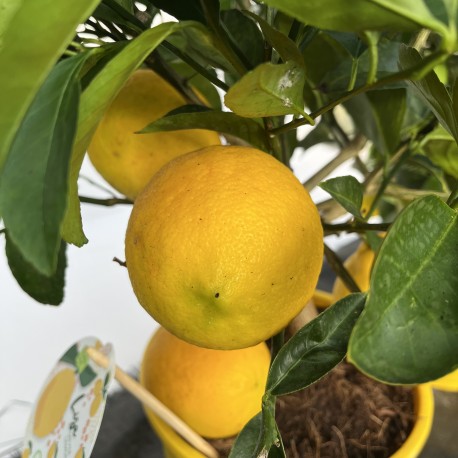Citrus Lemon Meyer 60cm