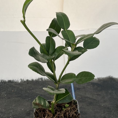 Citrus Kaffir Lime starter plant