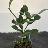 Citrus Kaffir Lime starter plant