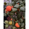 Citrus Lime 'Rangpur' (Red Lime) 120-130cm