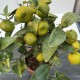 Citrus Mandarine Mini stem