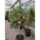 Citrus Yuzu 160cm Specimen - Rare Citrus