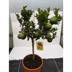 Citrus myrtifolia chinotto