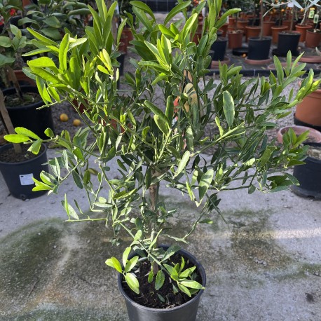 Citrus Eremorange - Rare Citrus