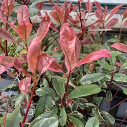 PHOTINIA X FRAS LOUISE McLARLOU