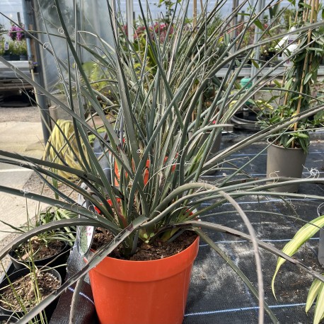 Hesperaloe parvifolia
