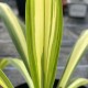 Beschorneria 'Flamingo Glow'