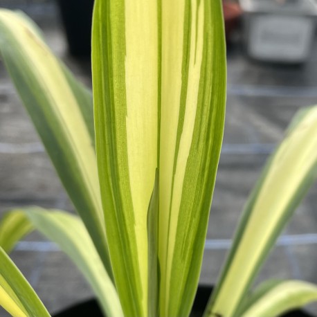 Beschorneria 'Flamingo Glow'