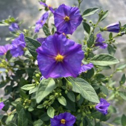 Solanum rantonnetii (AGM)