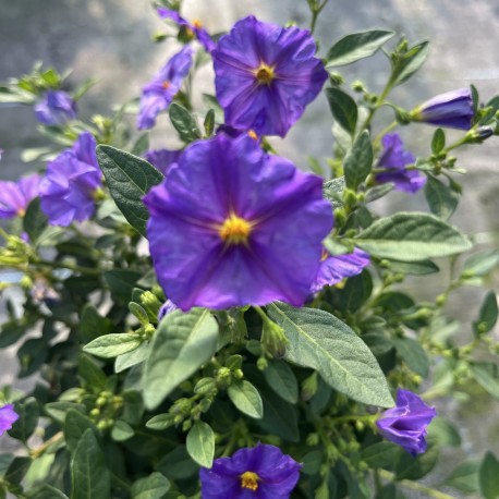 Solanum rantonnetii (AGM)