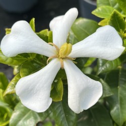 Gardenia jasminoides 'Pinwheel'