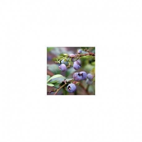 Blueberry 'Blue Crop'