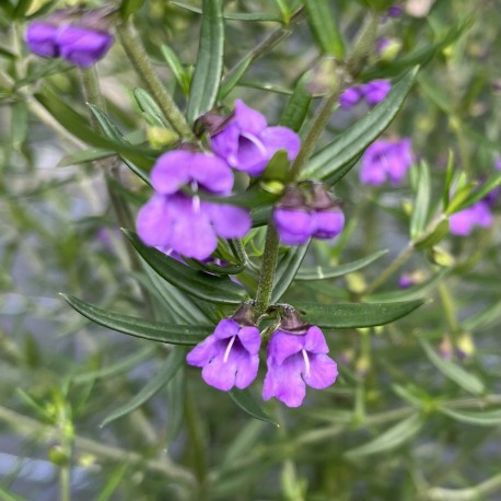 Prostanthera phylicifolia