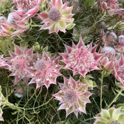 Serruria 'Pretty in Pink'