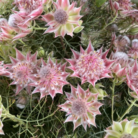 Serruria 'Pretty in Pink'