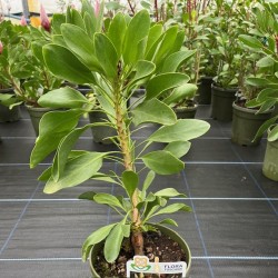 Protea cynaroides 'Arctic Ice'