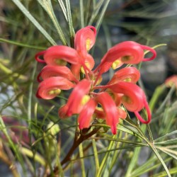 Grevillea Johnsonii - Johnson's Grevillea