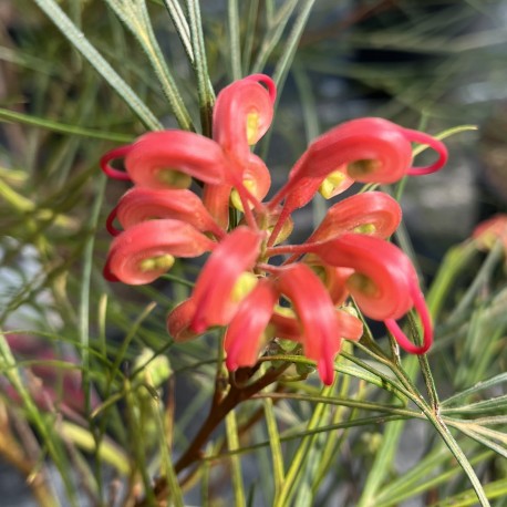 Grevillea Johnsonii - Johnson's Grevillea